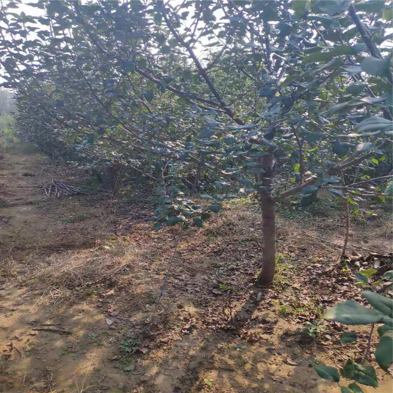 泰华园艺场高产苹果树苗品种 山东高产苹果树苗价格 脱贫致富果树苗2