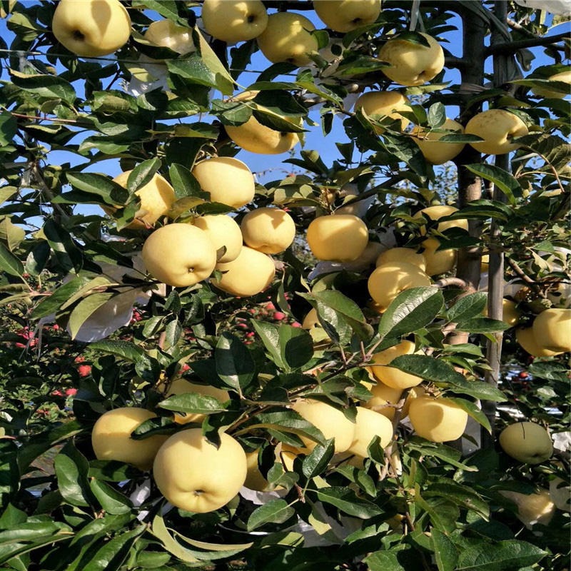 泰华园艺场高产苹果树苗品种 山东高产苹果树苗价格 脱贫致富果树苗