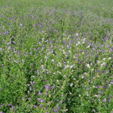 四季养殖 其他种苗、种子、种球 易活 紫花苜蓿 多年生牧草