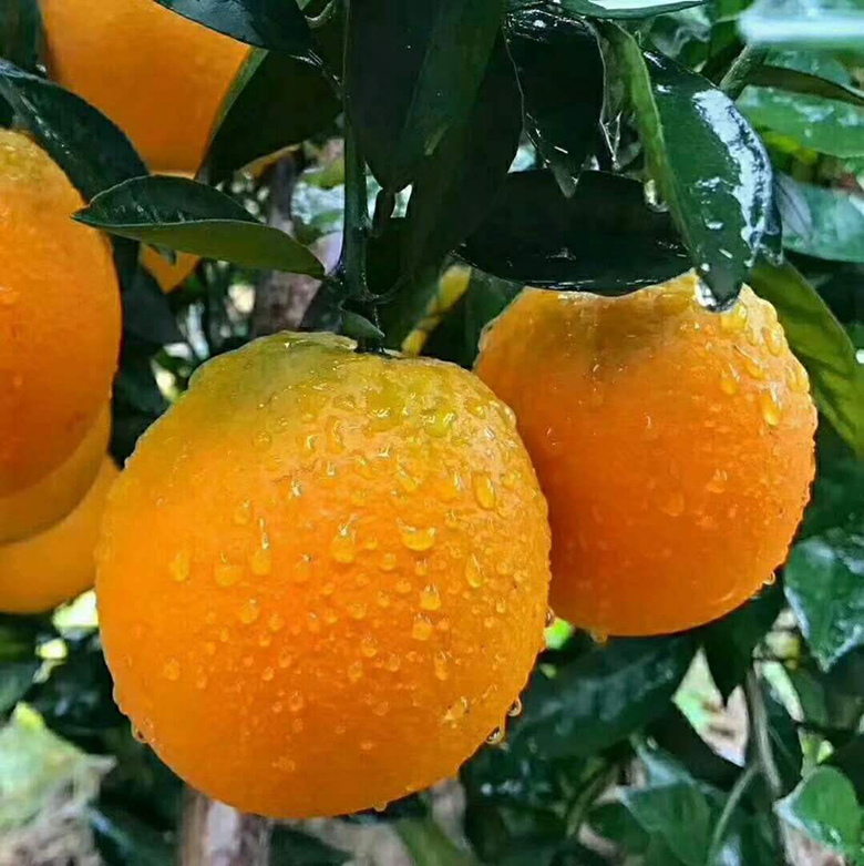 当季甜橙 橙子 新鲜 产地直发1
