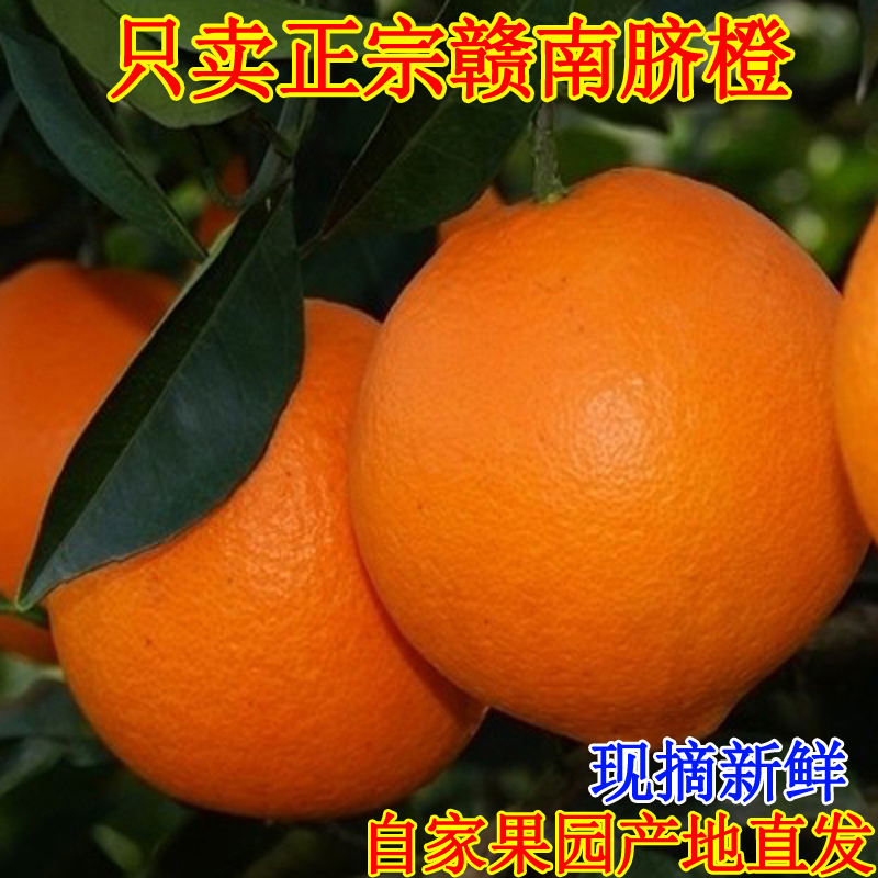 当季甜橙 江西赣州 赣南脐橙 精品果包邮4