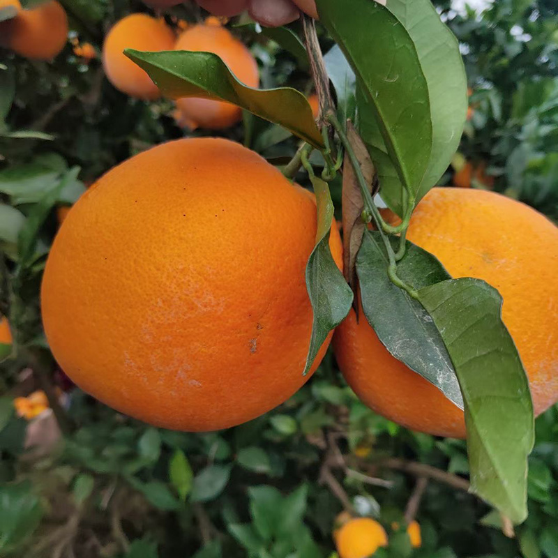 精品果包邮 当季甜橙 橙子 江西赣州3