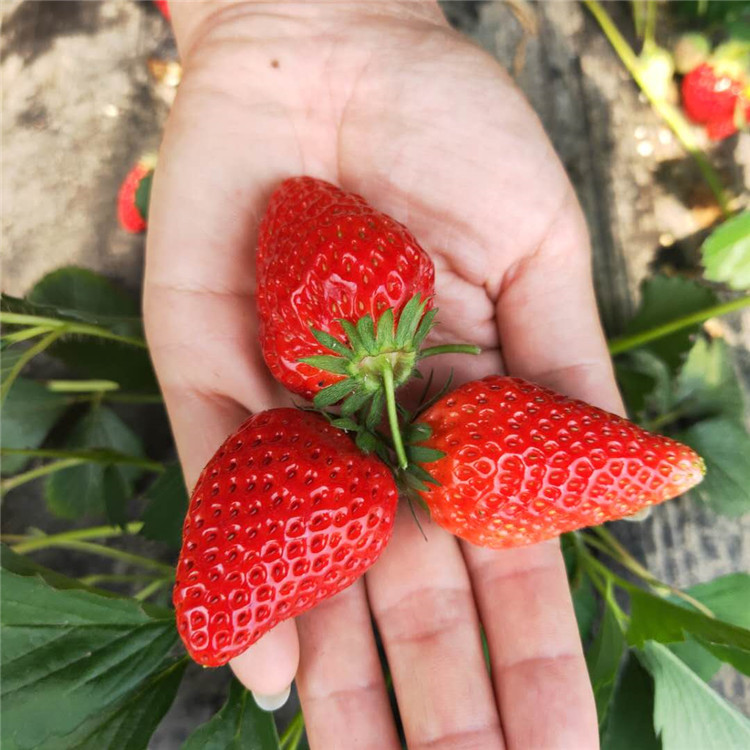 果树 银悦苗木 草莓苗 供求发布 甜宝草莓苗 法兰地草莓苗