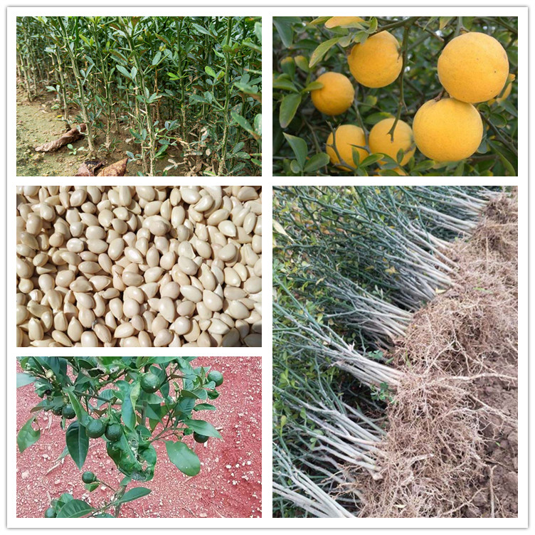 枸橘苗种育苗技术 可做篱笆栅栏护院植物嫁接枸橘苗 枸橘苗基地0.4公分以上粗度1