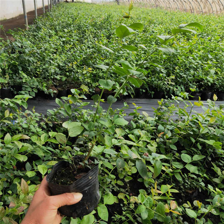 南北高丛蓝莓苗 易挂果 易成活 出售钱德勒 产量高 蓝金 蓝丰 山东莱克西蓝莓苗基地1