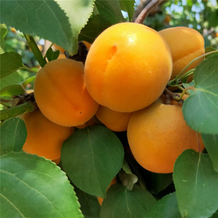 新品种杏树苗 欢迎预定 杏树苗基地 银悦苗木 价格优惠中 杏树苗批发价格6