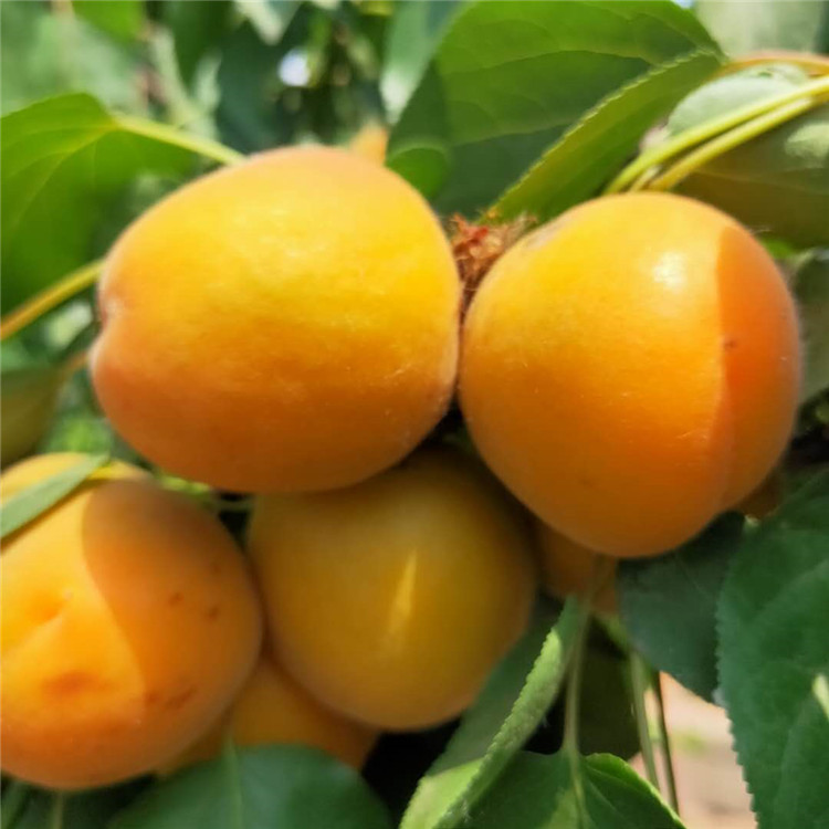 新品种杏树苗 欢迎预定 杏树苗基地 银悦苗木 价格优惠中 杏树苗批发价格1
