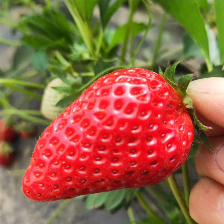 果树 银悦苗木 草莓苗 供求发布 甜宝草莓苗 法兰地草莓苗1