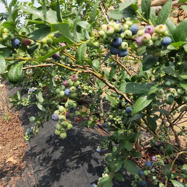 南北高丛蓝莓苗 易挂果 易成活 出售钱德勒 产量高 蓝金 蓝丰 山东莱克西蓝莓苗基地6