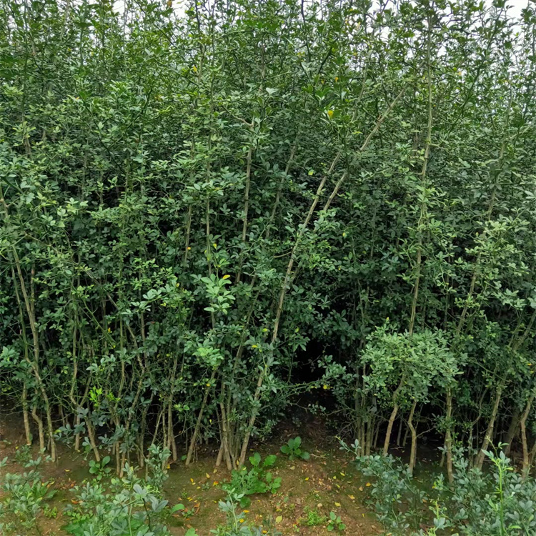 枸橘苗种育苗技术 可做篱笆栅栏护院植物嫁接枸橘苗 枸橘苗基地0.4公分以上粗度2