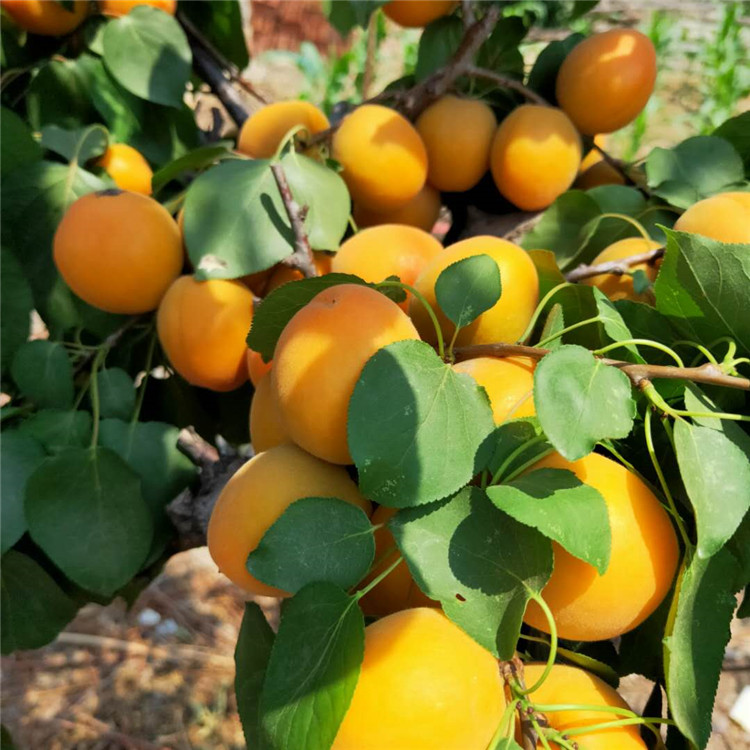 新品种杏树苗 欢迎预定 杏树苗基地 银悦苗木 价格优惠中 杏树苗批发价格2