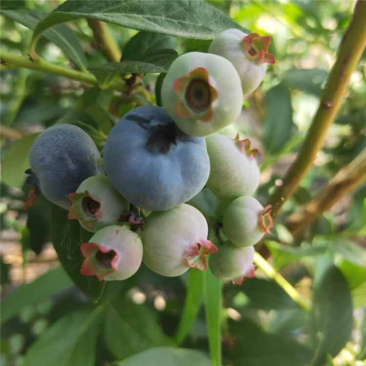 南北高丛蓝莓苗 易挂果 易成活 出售钱德勒 产量高 蓝金 蓝丰 山东莱克西蓝莓苗基地5