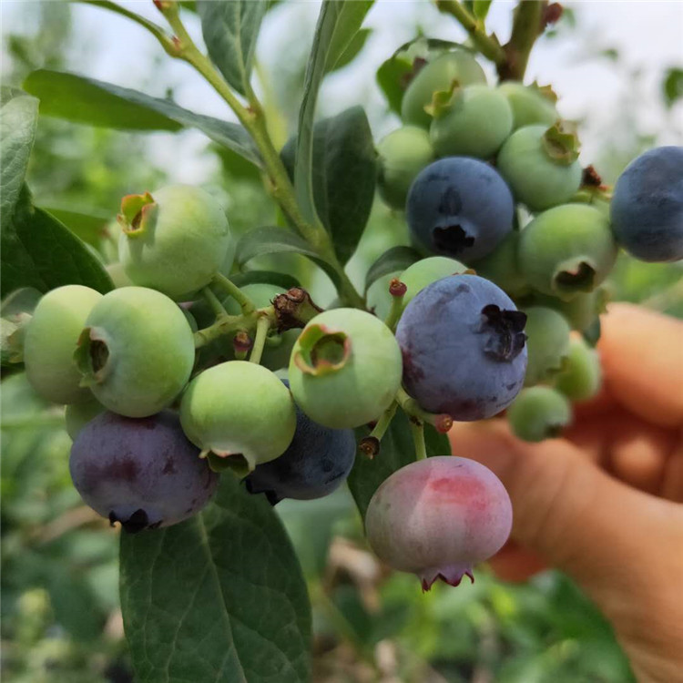 南北高丛蓝莓苗 易挂果 易成活 出售钱德勒 产量高 蓝金 蓝丰 山东莱克西蓝莓苗基地9