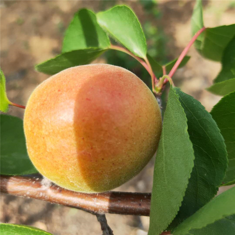 新品种杏树苗 欢迎预定 杏树苗基地 银悦苗木 价格优惠中 杏树苗批发价格8