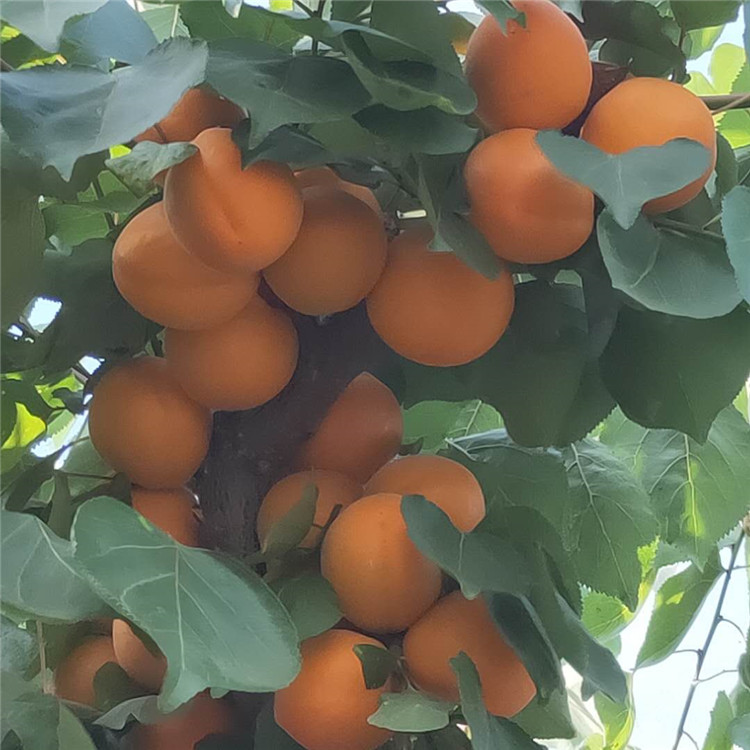 杏树夏剪的技术要点 基地培育杏树苗 银悦苗木基地批发1至5公分凯特杏树苗8