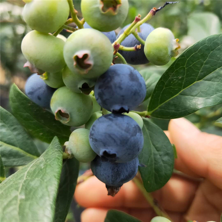 南北高丛蓝莓苗 易挂果 易成活 出售钱德勒 产量高 蓝金 蓝丰 山东莱克西蓝莓苗基地10