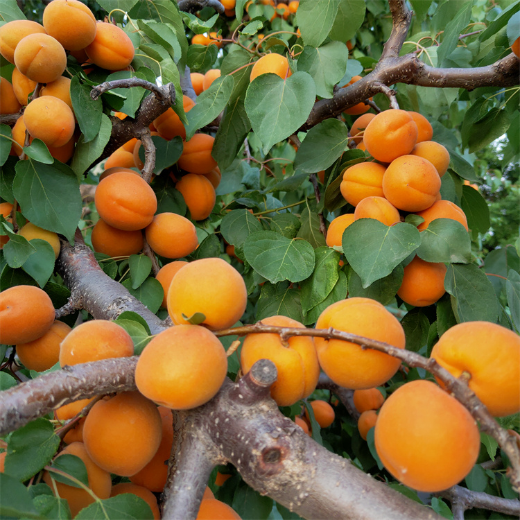 杏树夏剪的技术要点 基地培育杏树苗 银悦苗木基地批发1至5公分凯特杏树苗6