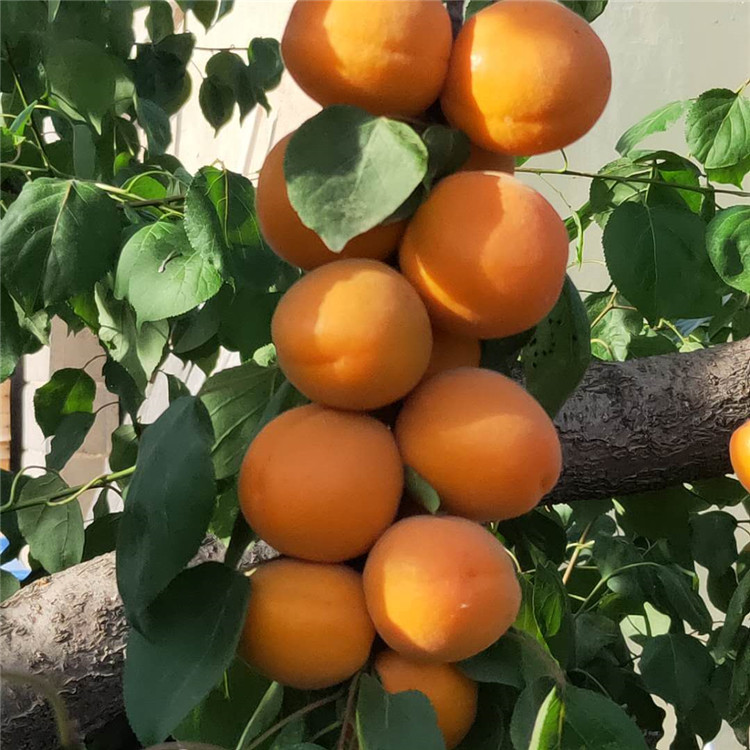 杏树夏剪的技术要点 基地培育杏树苗 银悦苗木基地批发1至5公分凯特杏树苗9