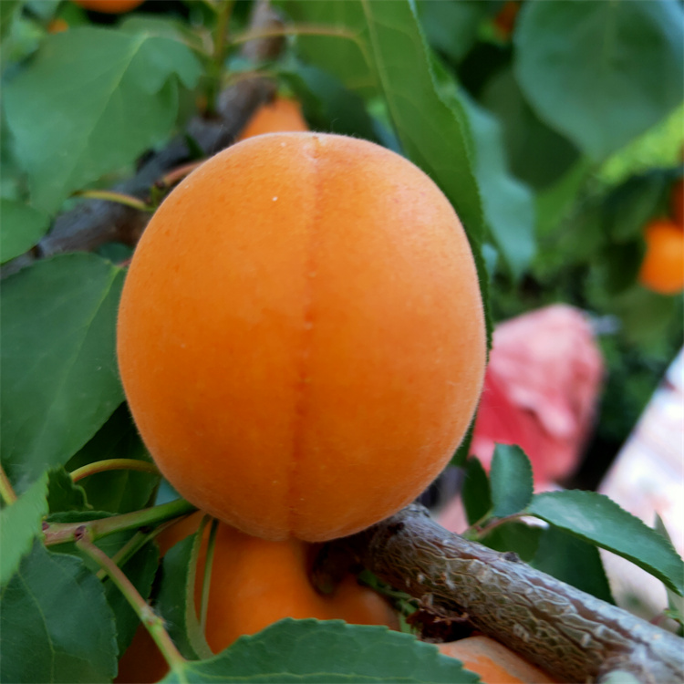 杏树夏剪的技术要点 基地培育杏树苗 银悦苗木基地批发1至5公分凯特杏树苗3