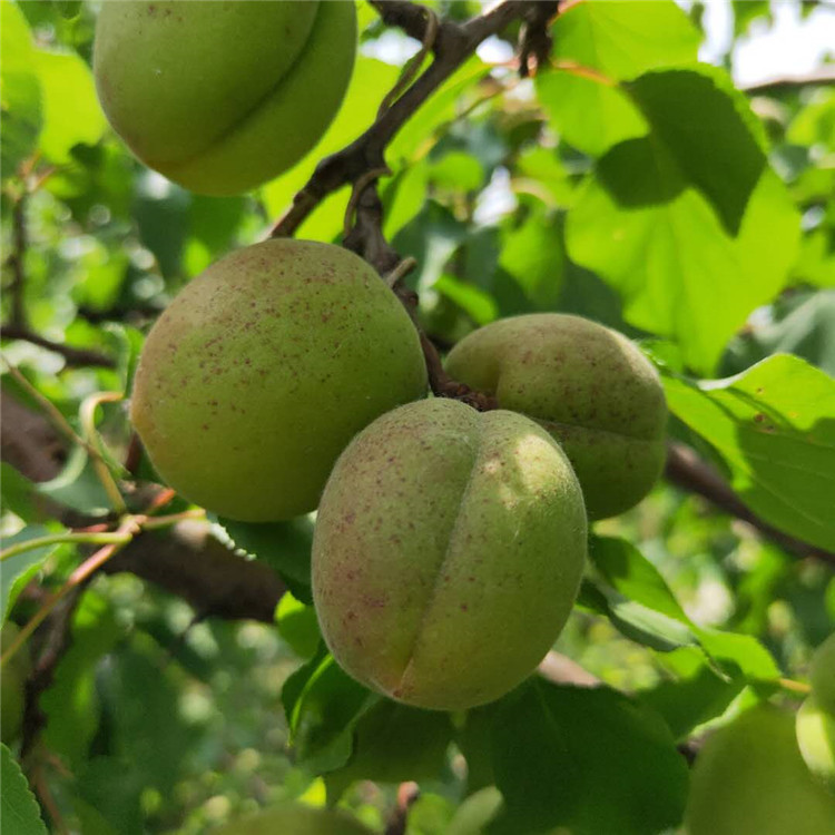 新品种杏树苗 欢迎预定 杏树苗基地 银悦苗木 价格优惠中 杏树苗批发价格