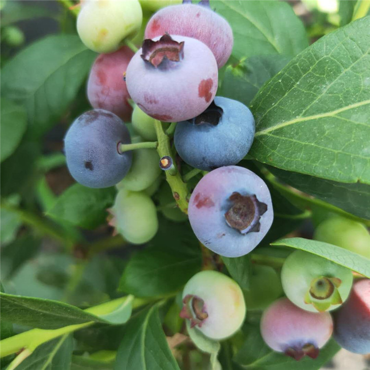 南北高丛蓝莓苗 易挂果 易成活 出售钱德勒 产量高 蓝金 蓝丰 山东莱克西蓝莓苗基地4