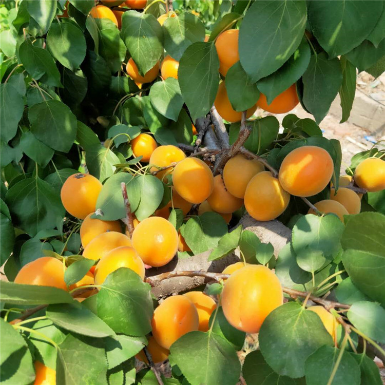 新品种杏树苗 欢迎预定 杏树苗基地 银悦苗木 价格优惠中 杏树苗批发价格3