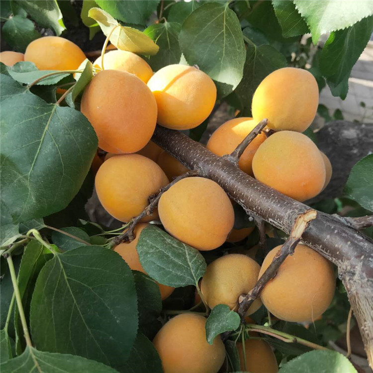 杏树夏剪的技术要点 基地培育杏树苗 银悦苗木基地批发1至5公分凯特杏树苗10