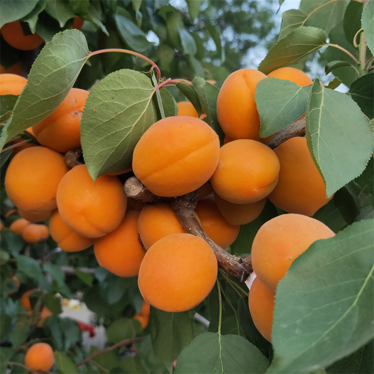 杏树夏剪的技术要点 基地培育杏树苗 银悦苗木基地批发1至5公分凯特杏树苗2