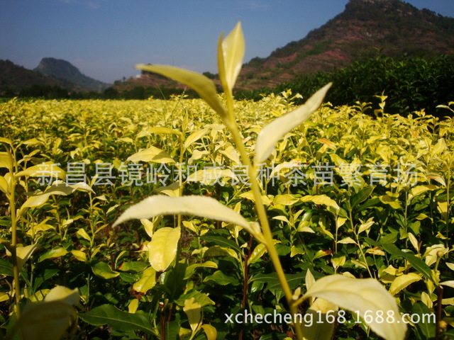 其他农作物种子、种苗 新品种..黄金芽茶苗出售.1