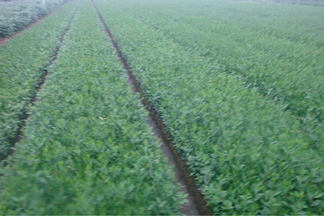 安吉白茶等品种出售 高产茶苗.乌牛早茶.浙农117 其他农作物种子、种苗