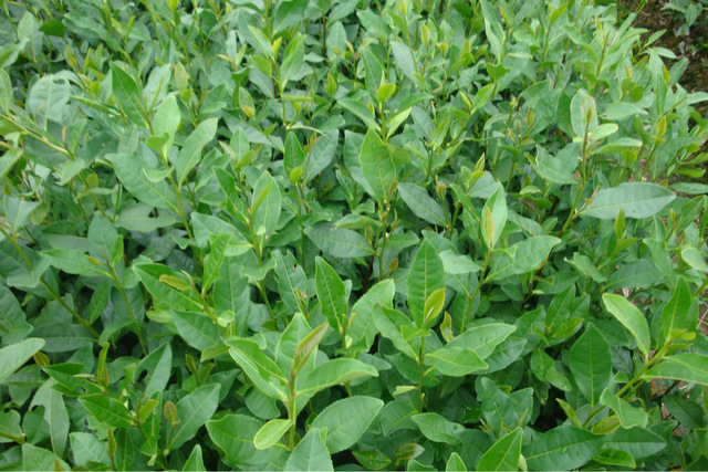 大量供应 平阳早茶 其他农作物种子、种苗 白茶 优质茶苗2