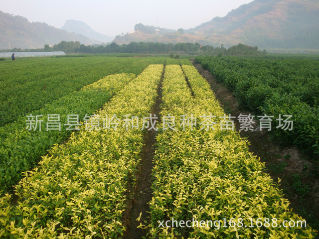 其他农作物种子、种苗 新品种..黄金芽茶苗出售.2