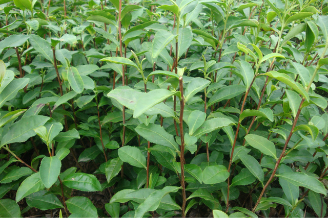 安吉白茶等品种出售 高产茶苗.乌牛早茶.浙农117 其他农作物种子、种苗1