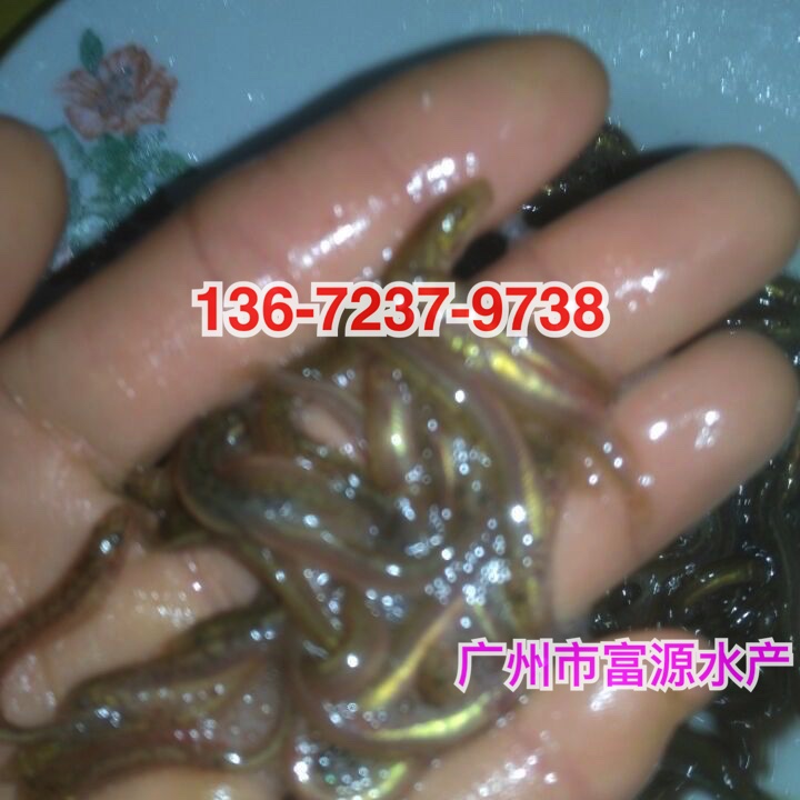 广州鱼苗场供应3-5cm的台湾泥鳅苗 全国发货 动物种苗4