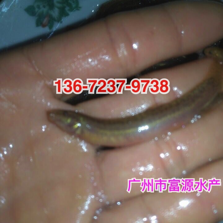 广州鱼苗场供应3-5cm的台湾泥鳅苗 全国发货 动物种苗
