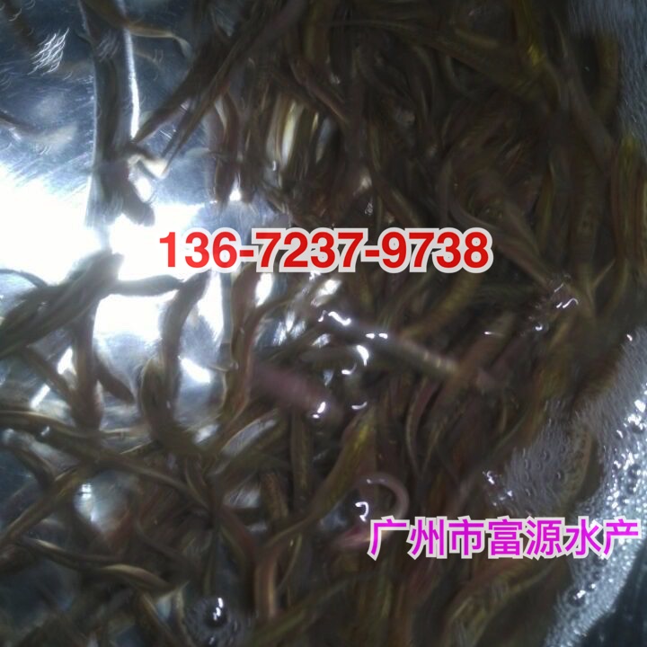 广州鱼苗场供应3-5cm的台湾泥鳅苗 全国发货 动物种苗1