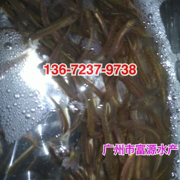广州鱼苗场供应3-5cm的台湾泥鳅苗 全国发货 动物种苗2