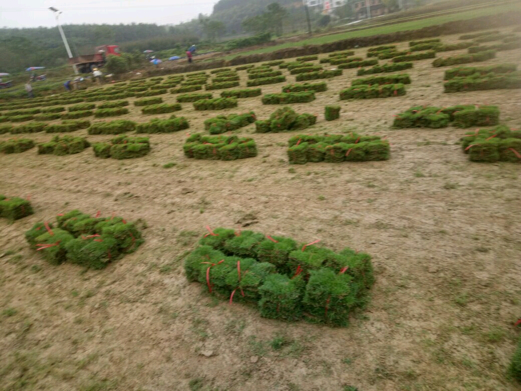 直售湖南郴州桥口生产高规模马尼拉草坪3
