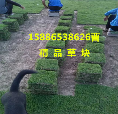 直售湖南郴州桥口生产高规模马尼拉草坪