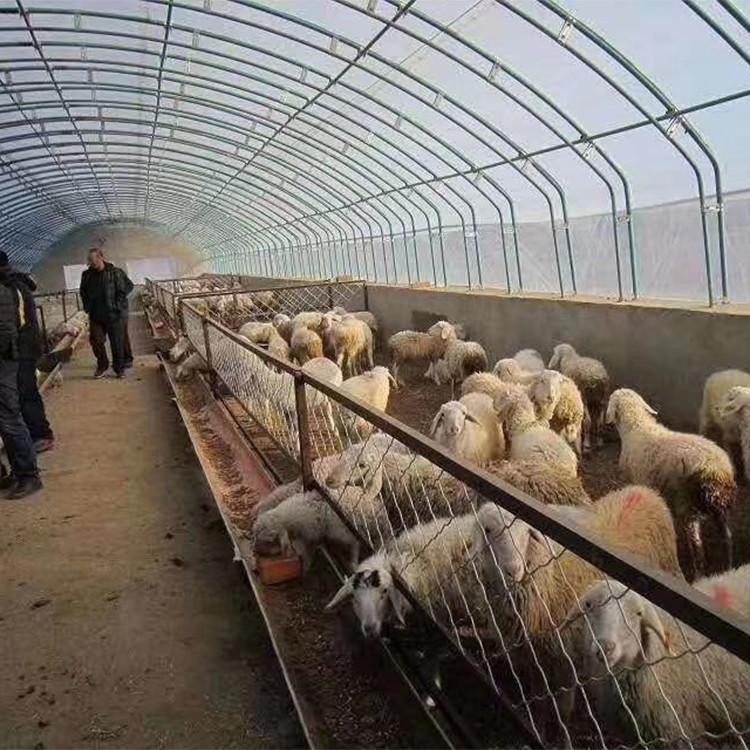 养殖大棚 椭圆管包塑养牛羊大棚 经济实用 热镀锌钢管养猪棚