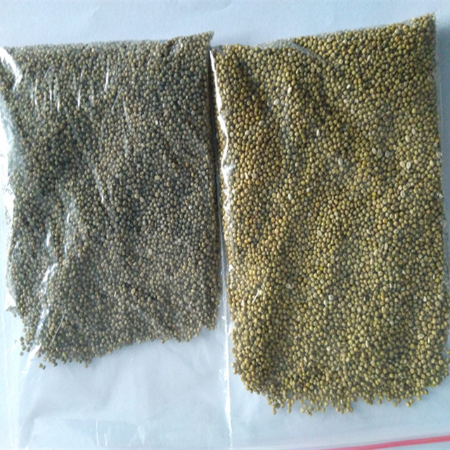 绿小米种子 种植种子 小米种子 优质种子 粮食作物种子2