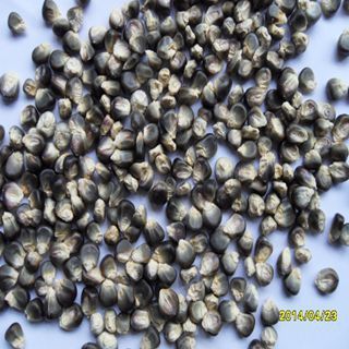 黑粘玉米糁 糯玉米糁 黑玉米渣子厂家 黑玉米糁 长期生产基地直供1