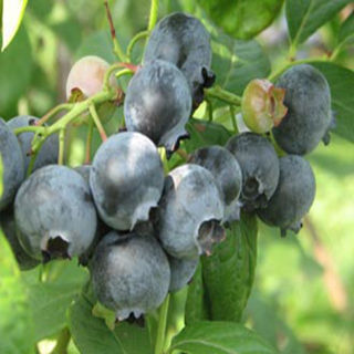 挂果多 早熟 产量高 多品种多规格蓝莓供应 泰安苗圃蓝莓苗出售3
