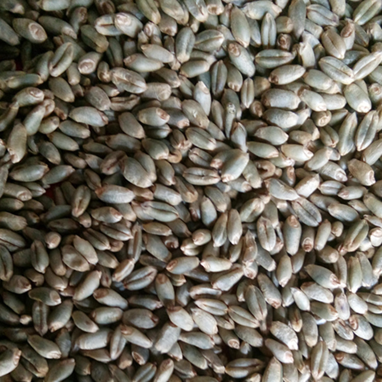 欣绿得厂家长期供应绿色小麦种子散装绿色小麦种子发芽率好 粮食作物种子2