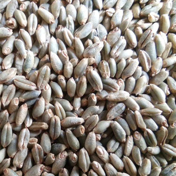 欣绿得厂家长期供应绿色小麦种子散装绿色小麦种子发芽率好 粮食作物种子1