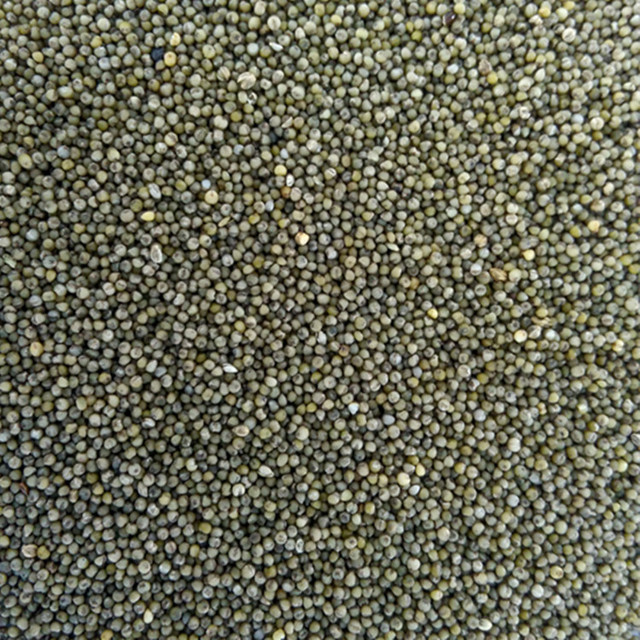 原粮非转基因绿小米 散装1件 精选绿小米 厂家批发 1斤3