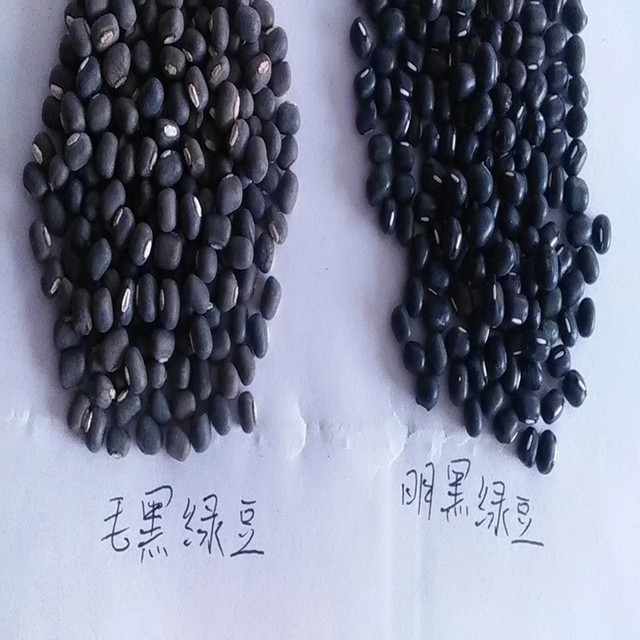 耐旱而瘠薄 适应性强 批发具有保健价值的明黑绿豆种子 1斤 1件4