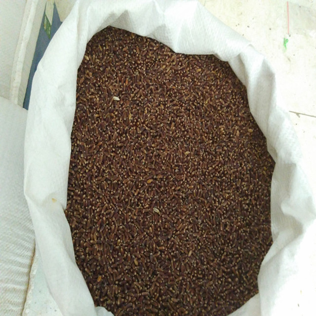 散装1件 产量高 欣绿得黑小麦麦仁 自产黑小麦麦仁 1斤 品质好1