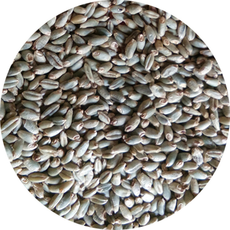 欣绿得厂家长期供应绿色小麦种子散装绿色小麦种子发芽率好 粮食作物种子3