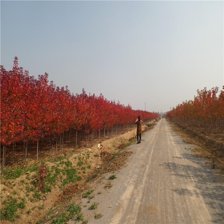 灌木 全国大量批发各类红枫及其他苗木产品2